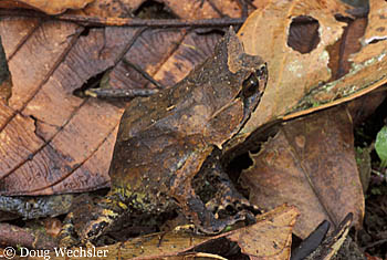 Asian Horned Toad a096-03.jpg - 56930 Bytes